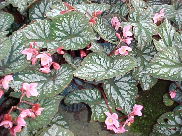 B. ‘Bob Cochran’